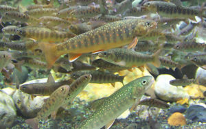 然別湖のオショロコマ