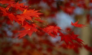 色づく紅葉